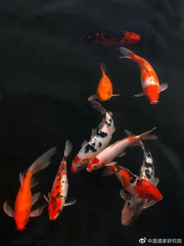 魚死了是吉兆還是兇兆|風水魚死亡的吉兇解讀：魚死亡的吉兇解讀本質上是辯證的