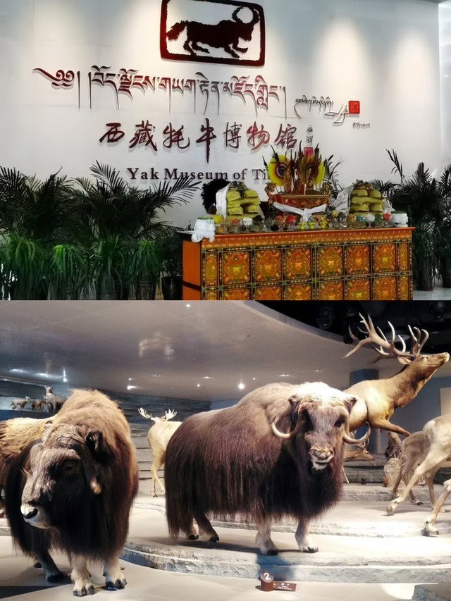 薩迦龍魚店|薩迦龍魚店是一家獨具特色的觀賞魚店鋪，由中型工廠改造而成 薩迦龍魚店|薩迦龍魚店是一家獨具特色的觀賞魚店鋪，由中型工廠改造而成 全國水族館企業名錄 第2張