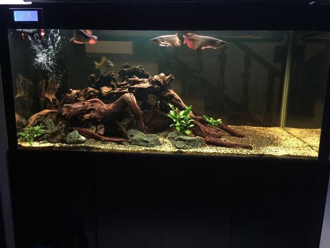 能提供更多龍魚缸造景設計效果圖嗎？|龍魚缸造景設計效果圖