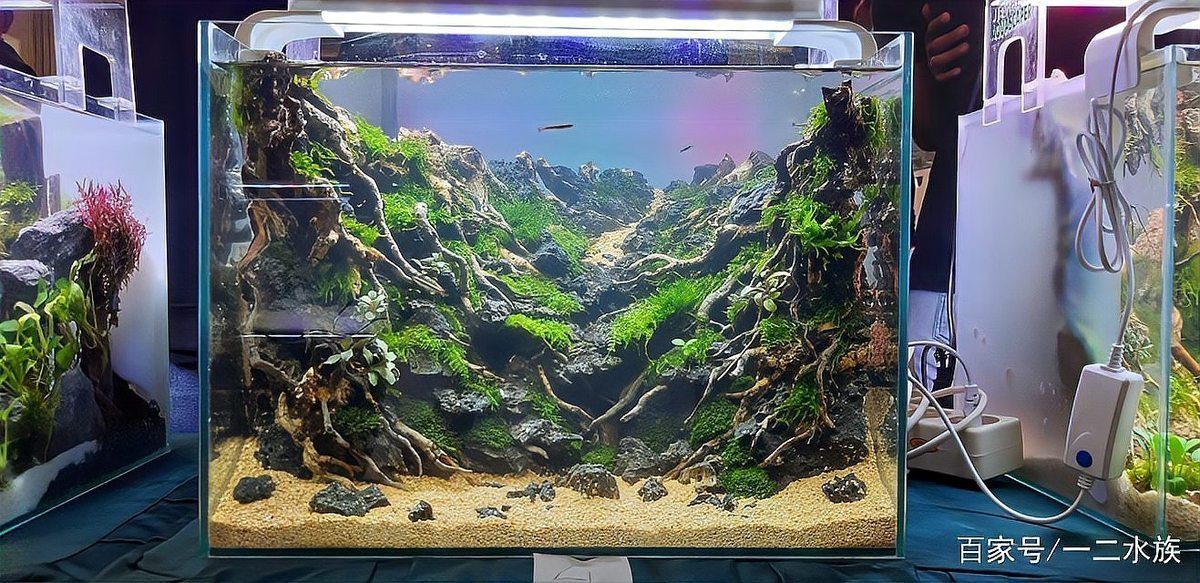 能提供更多龍魚缸造景設計效果圖嗎？|龍魚缸造景設計效果圖