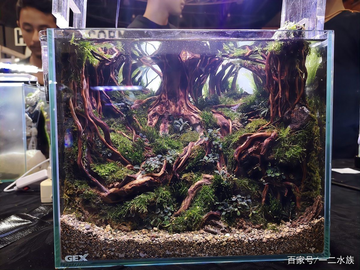 能提供更多龍魚缸造景設計效果圖嗎？|龍魚缸造景設計效果圖
