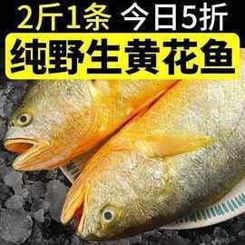 海魚(yú)一般多少錢(qián)一條|海魚(yú)多少錢(qián)一斤