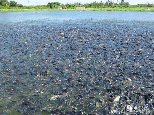 元寶鳳凰魚受傷了怎么辦(元寶鳳凰魚壽命) 元寶鳳凰魚百科 第2張 元寶鳳凰魚受傷了怎么辦(元寶鳳凰魚壽命) 元寶鳳凰魚受傷了怎么辦(元寶鳳凰魚壽命) 元寶鳳凰魚百科 第2張