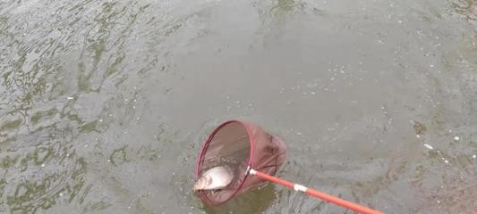giea魚缸怎么樣giea是什么牌子魚缸（giea魚缸怎么樣）(Giea魚缸)
