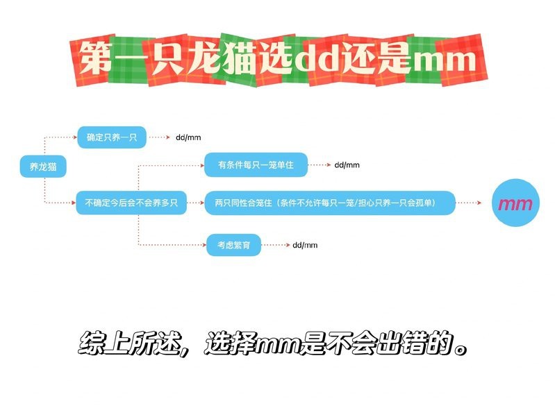 有哪些貓適合與龍貓共處？|哪些貓不適合與龍貓共處？