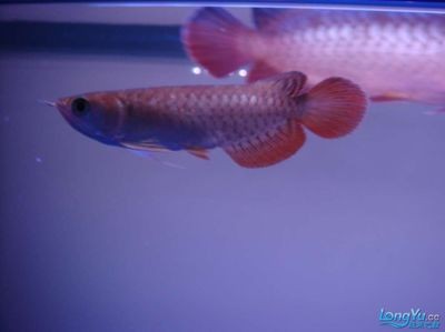 自制水族魚缸視頻（魚缸怎么制作，小弟想開一家小加工廠，不懂）