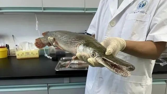 福魚是鱷雀鱔嗎|“福魚怪魚鱷雀鱔”