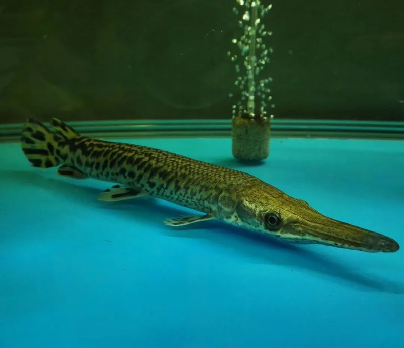 福魚是鱷雀鱔嗎|“福魚怪魚鱷雀鱔”