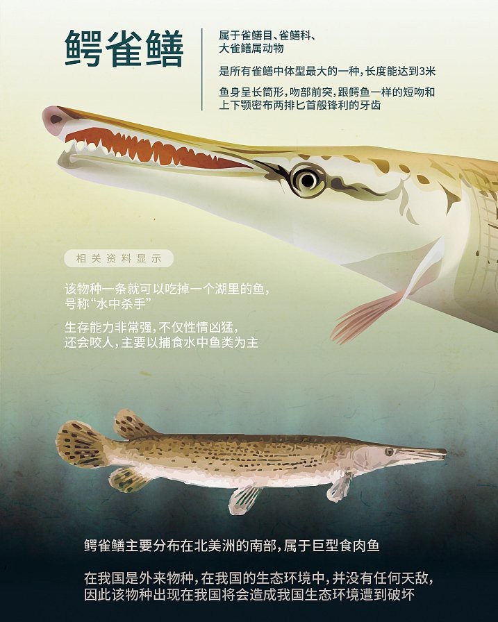 福魚是鱷雀鱔嗎|“福魚怪魚鱷雀鱔”