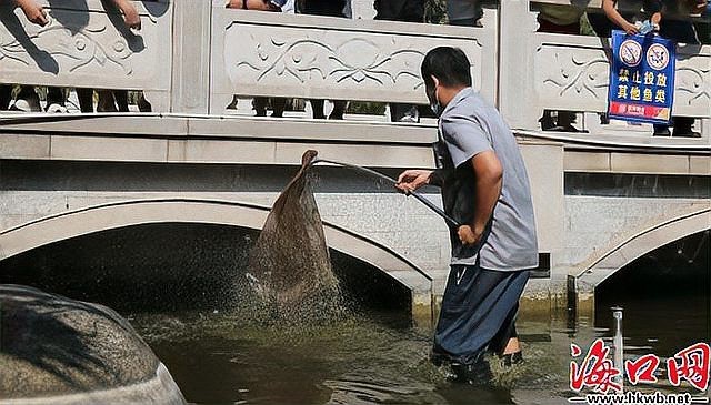福魚是鱷雀鱔嗎|“福魚怪魚鱷雀鱔”