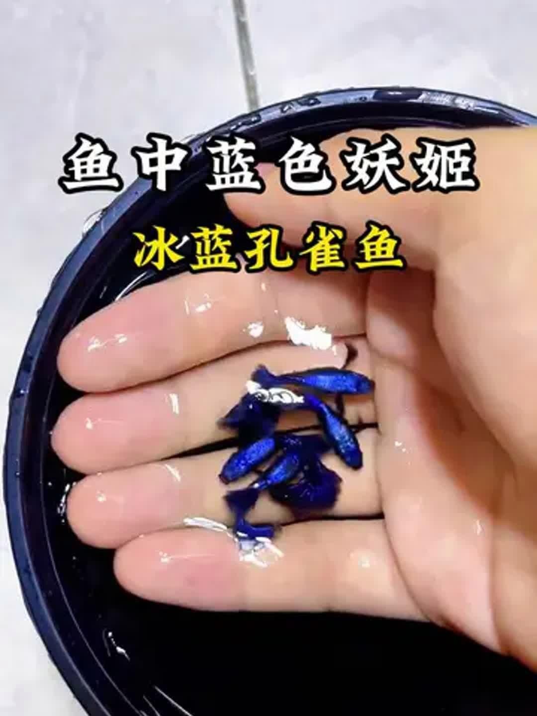 藍色的魚有哪些|《藍色的魚有哪些》本文圍繞“藍色的魚有哪些”展開介紹