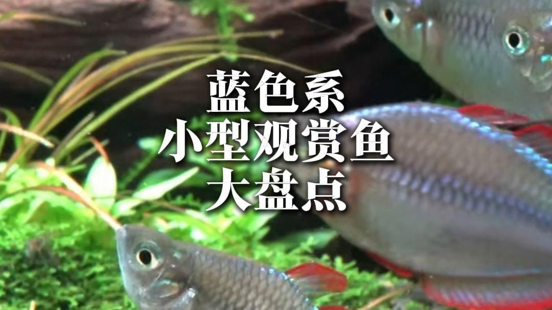 藍色的魚有哪些|《藍色的魚有哪些》本文圍繞“藍色的魚有哪些”展開介紹