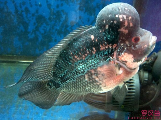 羅漢魚(yú)起沙前兆圖片|羅漢魚(yú)“起沙”前兆