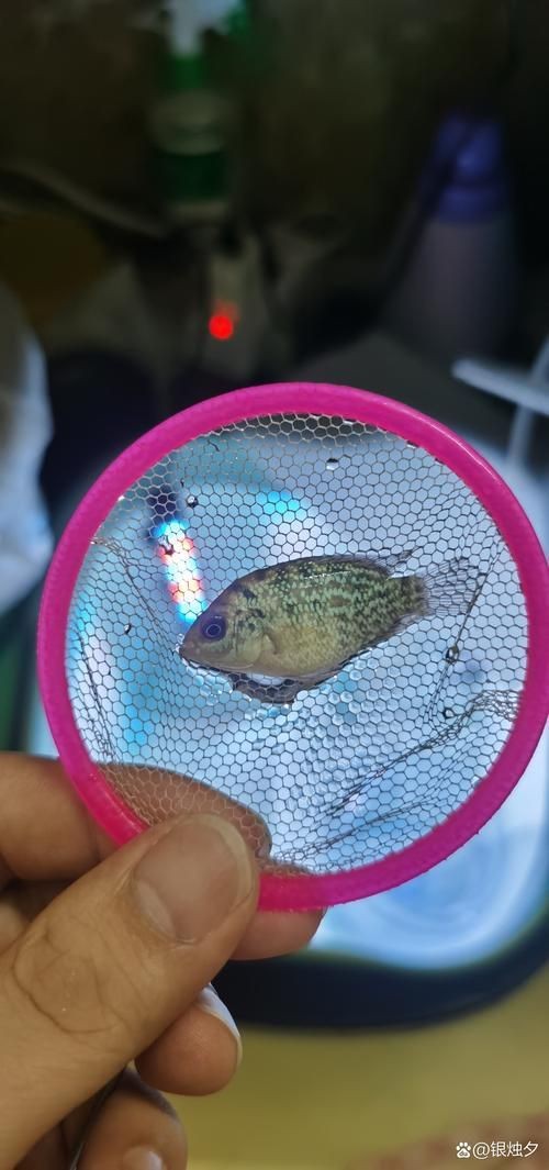 羅漢魚(yú)起沙前兆圖片|羅漢魚(yú)“起沙”前兆