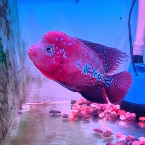 羅漢魚(yú)起沙前兆圖片|羅漢魚(yú)“起沙”前兆