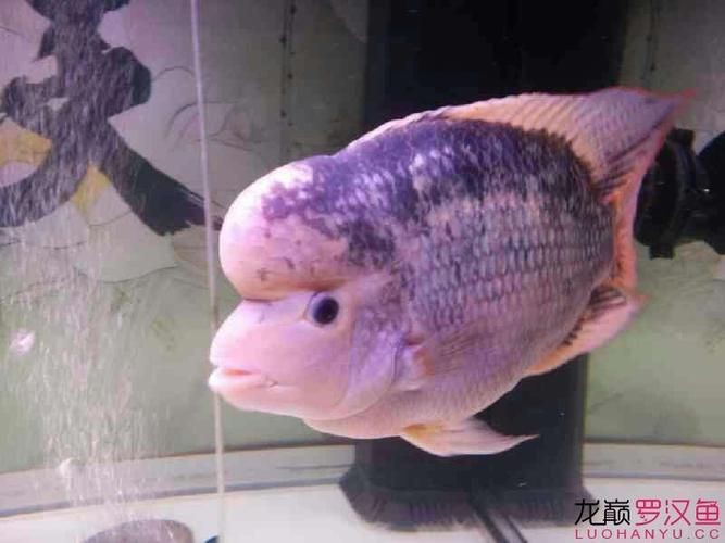 羅漢魚(yú)起沙前兆圖片|羅漢魚(yú)“起沙”前兆