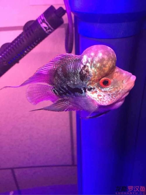 羅漢魚(yú)起沙前兆圖片|羅漢魚(yú)“起沙”前兆