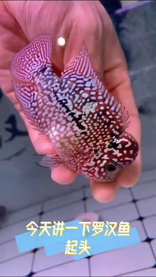 羅漢魚(yú)起沙前兆圖片|羅漢魚(yú)“起沙”前兆