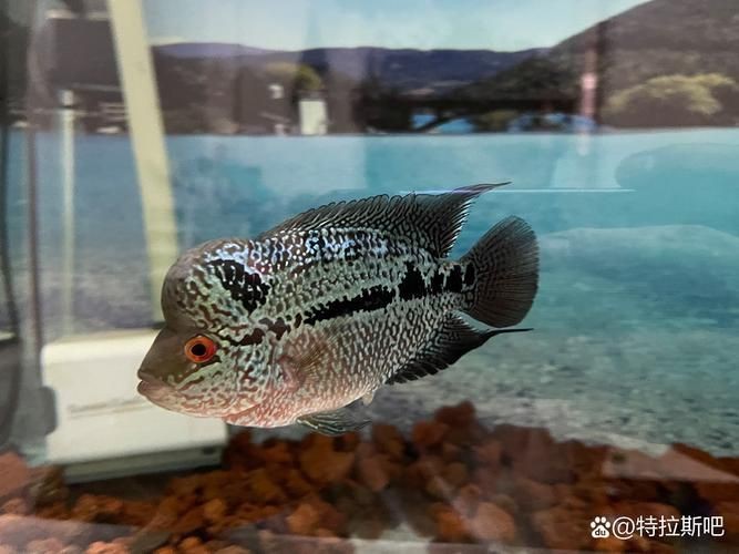 羅漢魚(yú)起沙前兆圖片|羅漢魚(yú)“起沙”前兆