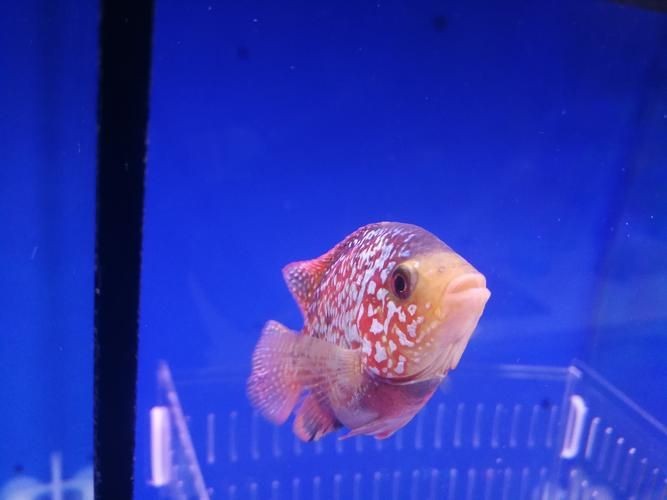 羅漢魚(yú)起沙前兆圖片|羅漢魚(yú)“起沙”前兆