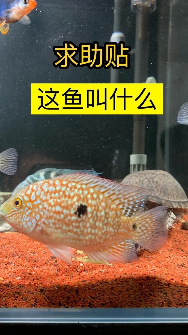 羅漢魚(yú)起沙前兆圖片|羅漢魚(yú)“起沙”前兆