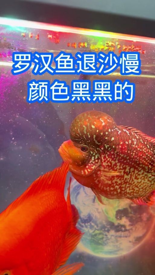 羅漢魚(yú)起沙前兆圖片|羅漢魚(yú)“起沙”前兆