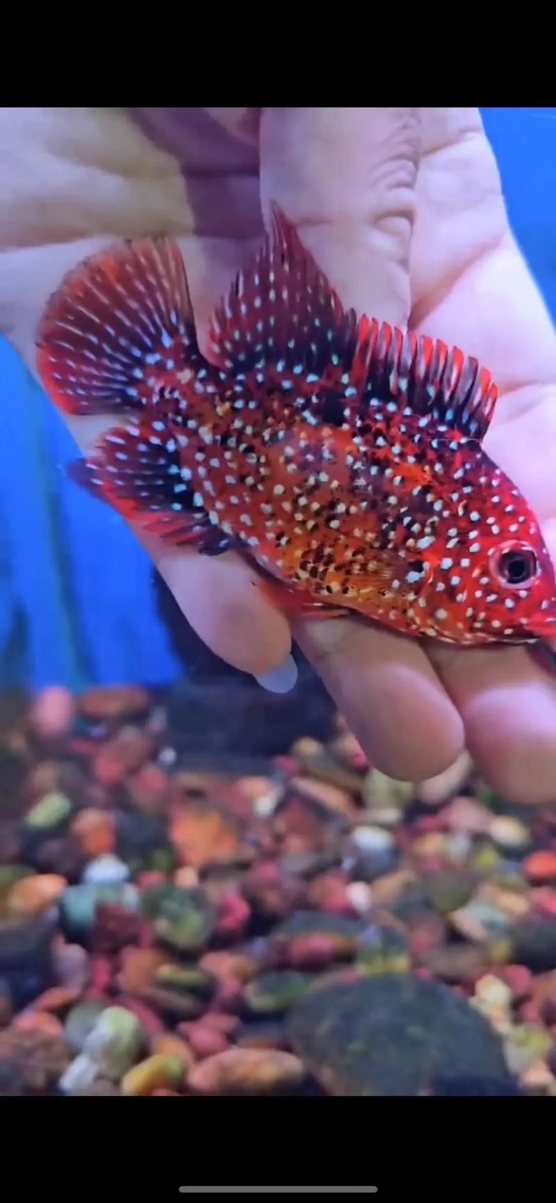 羅漢魚(yú)起沙前兆圖片|羅漢魚(yú)“起沙”前兆