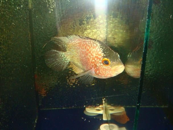 羅漢魚(yú)起沙前兆圖片|羅漢魚(yú)“起沙”前兆