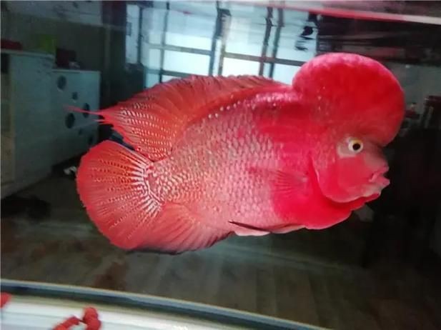 羅漢魚(yú)起沙前兆圖片|羅漢魚(yú)“起沙”前兆