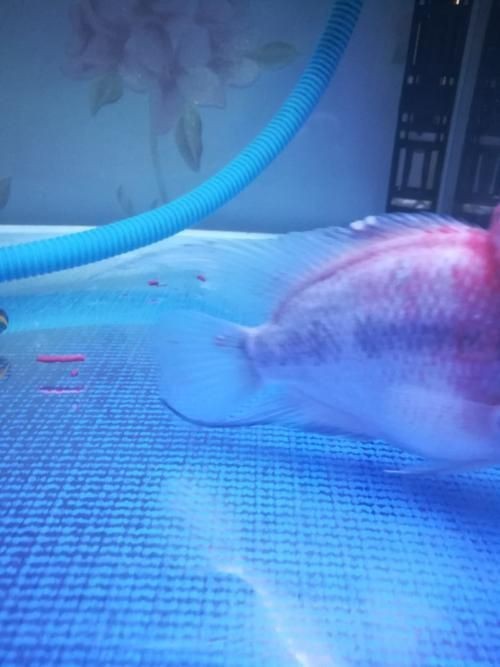 羅漢魚(yú)起沙前兆圖片|羅漢魚(yú)“起沙”前兆