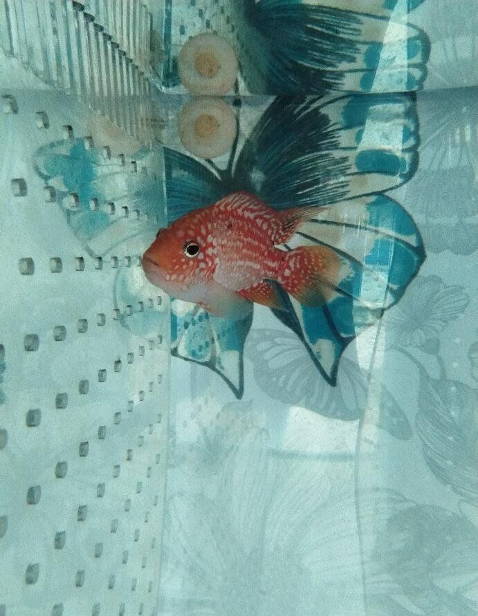 羅漢魚(yú)起沙前兆圖片|羅漢魚(yú)“起沙”前兆