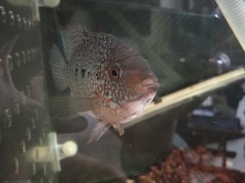 羅漢魚(yú)起沙前兆圖片|羅漢魚(yú)“起沙”前兆