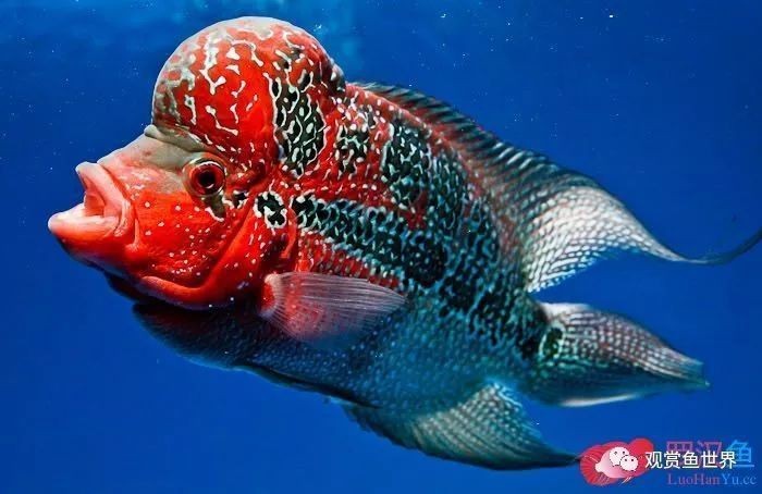 羅漢魚(yú)起沙前兆圖片|羅漢魚(yú)“起沙”前兆