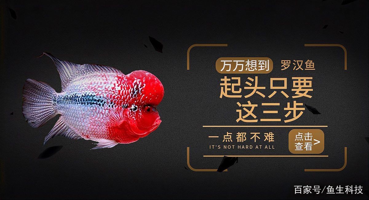 羅漢魚(yú)起沙前兆圖片|羅漢魚(yú)“起沙”前兆