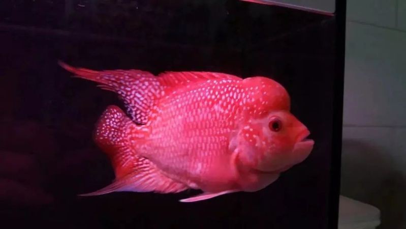 羅漢魚(yú)起沙前兆圖片|羅漢魚(yú)“起沙”前兆