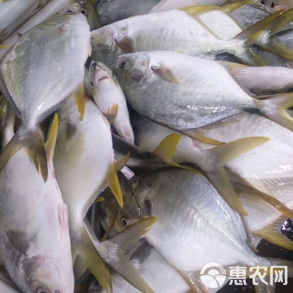 金鯧魚貴嗎|金鯧魚vs銀鯧魚價格差異，金鯧魚價格差異顯著