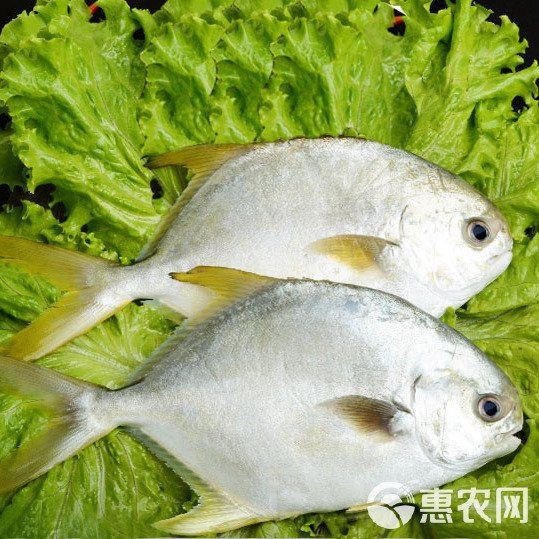 金鯧魚貴嗎|金鯧魚vs銀鯧魚價格差異，金鯧魚價格差異顯著