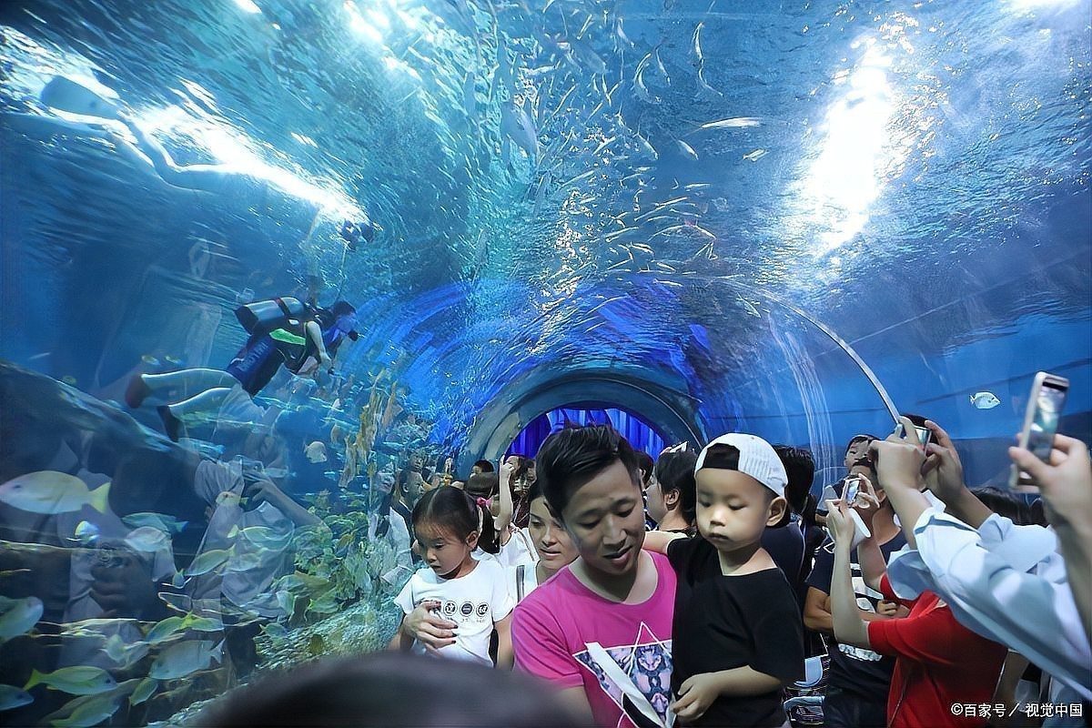 鄂爾多斯水族店|鄂爾多斯水族店分布廣泛且各具特色為當地居民提供了豐富的選擇