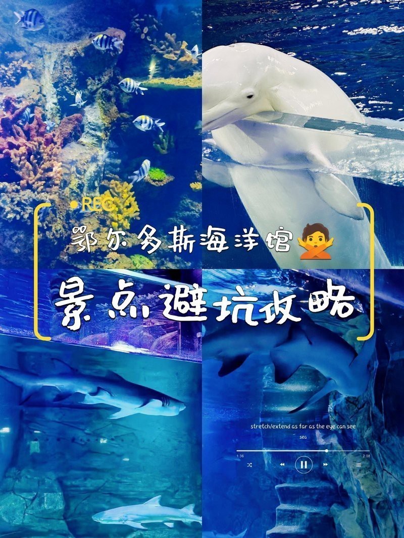 鄂爾多斯水族店|鄂爾多斯水族店分布廣泛且各具特色為當地居民提供了豐富的選擇