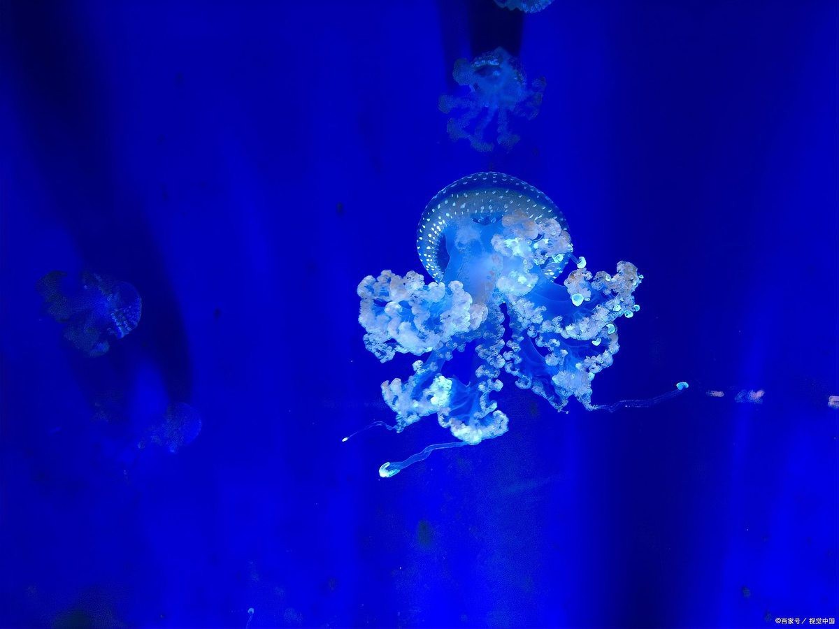 鄂爾多斯水族店|鄂爾多斯水族店分布廣泛且各具特色為當地居民提供了豐富的選擇