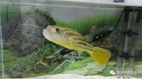 群游魚觀賞魚怎么養殖（ 群游魚視頻）