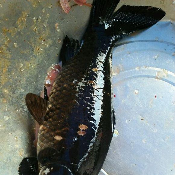 靖西龍魚店|如何聯系到靖西的龍魚店龍魚在靖西的市場價格是多少