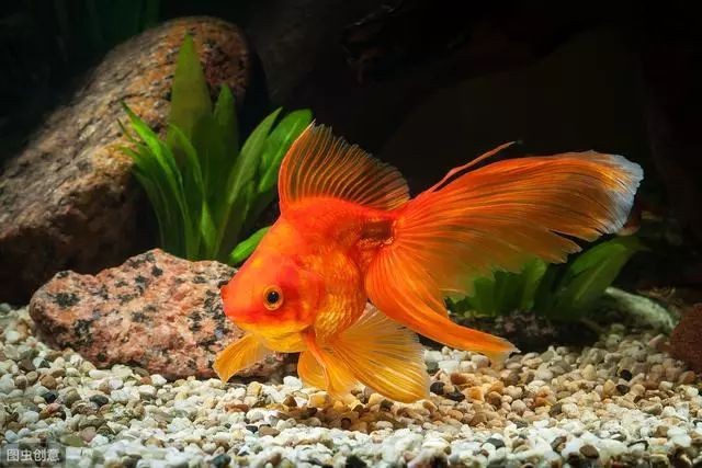 中華金龍魚化石值錢嗎圖片 中華龍魚值多少錢