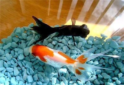 清道夫吃魚嗎真的可以清潔魚缸嗎（ 清道夫吃魚食會不會有影響）