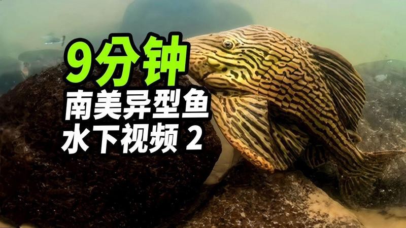 南美異型魚圖片|南美異型魚以獨(dú)特的外形和斑斕的色彩吸引著眾多水族愛好者的目光