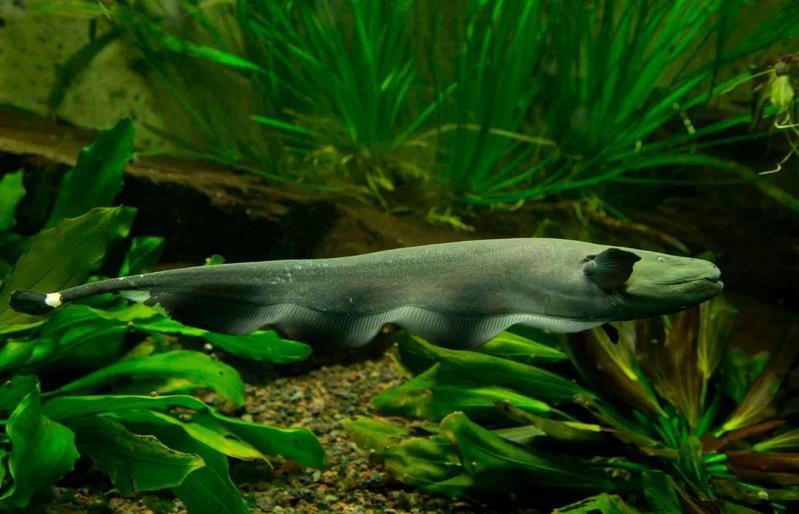 南美異型魚(yú)圖片|南美異型魚(yú)以獨(dú)特的外形和斑斕的色彩吸引著眾多水族愛(ài)好者的目光