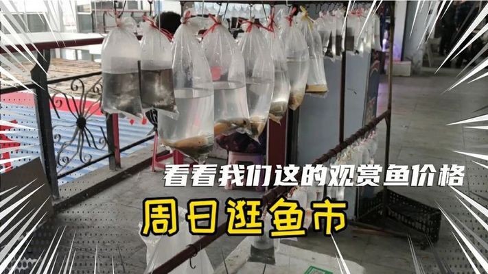 福鼎魚缸定制（ 福州魚缸定制）