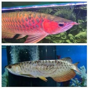 有沒有龍魚黑霉病的圖片示例？，關(guān)于龍魚黑霉病的圖文說明
