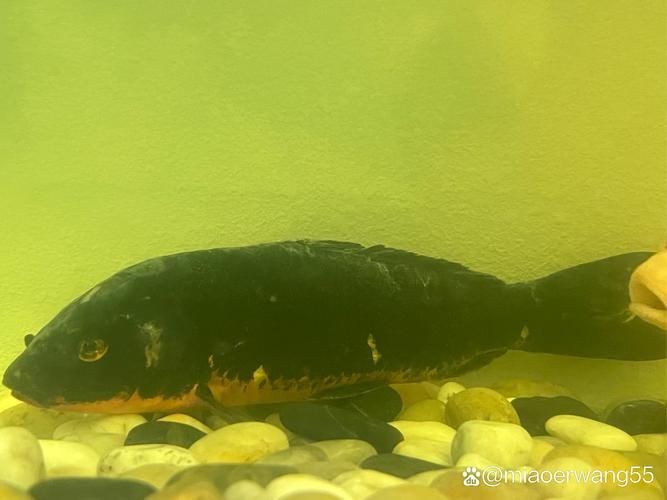 有沒有龍魚黑霉病的圖片示例？，關(guān)于龍魚黑霉病的圖文說明