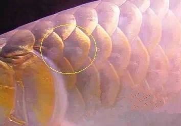 有沒有龍魚黑霉病的圖片示例？，關(guān)于龍魚黑霉病的圖文說明